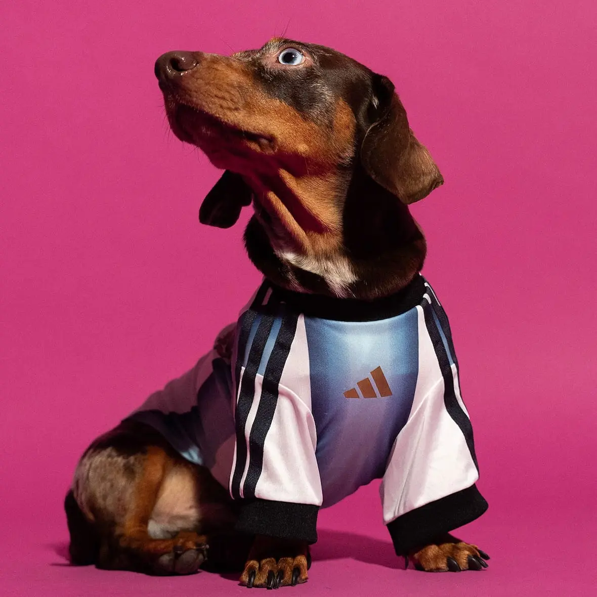 adidas-chiens-coupe-du-monde-2026