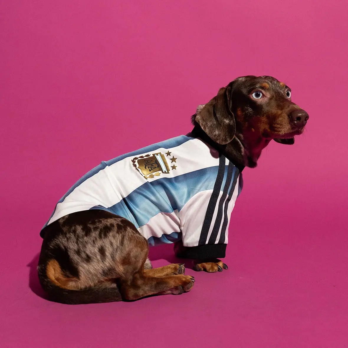 adidas-maillots-chiens-cdm-2026