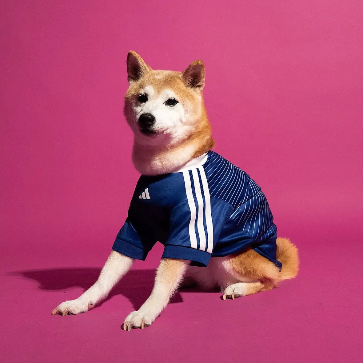adidas-maillots-chiens-coupe-du-monde-2026-japan