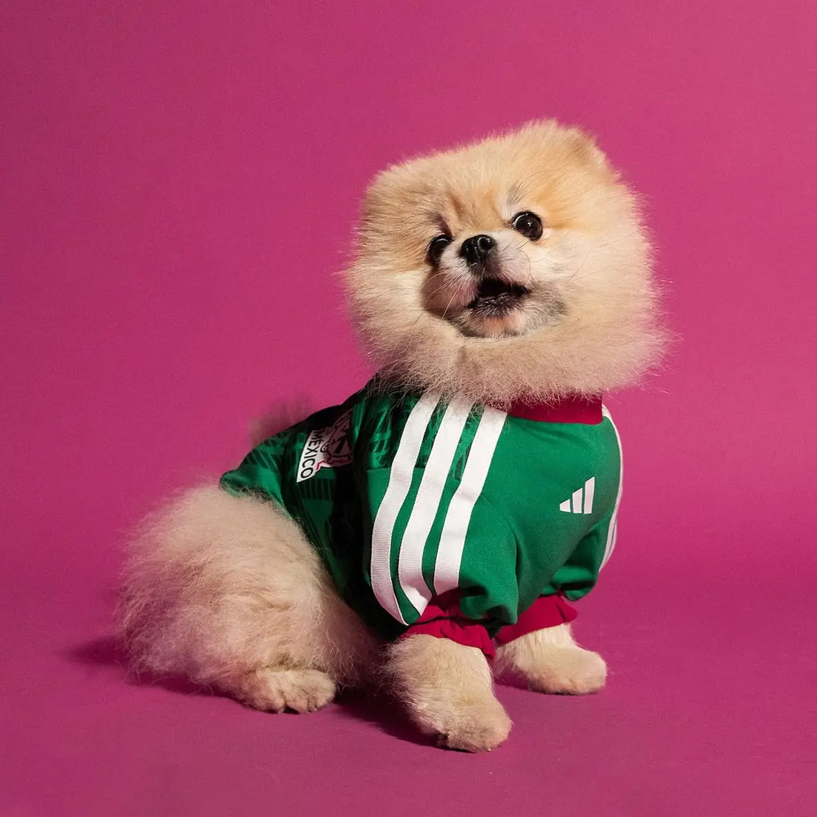 adidas-maillots-chiens-coupe-du-monde-2026-mexique