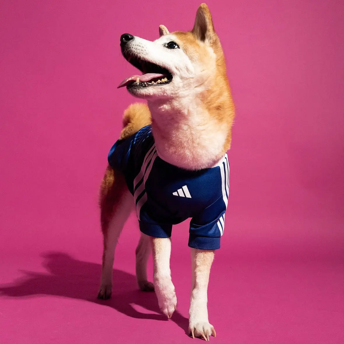 adidas-maillots-chiens-coupe-du-monde-2026-shiba.jpg