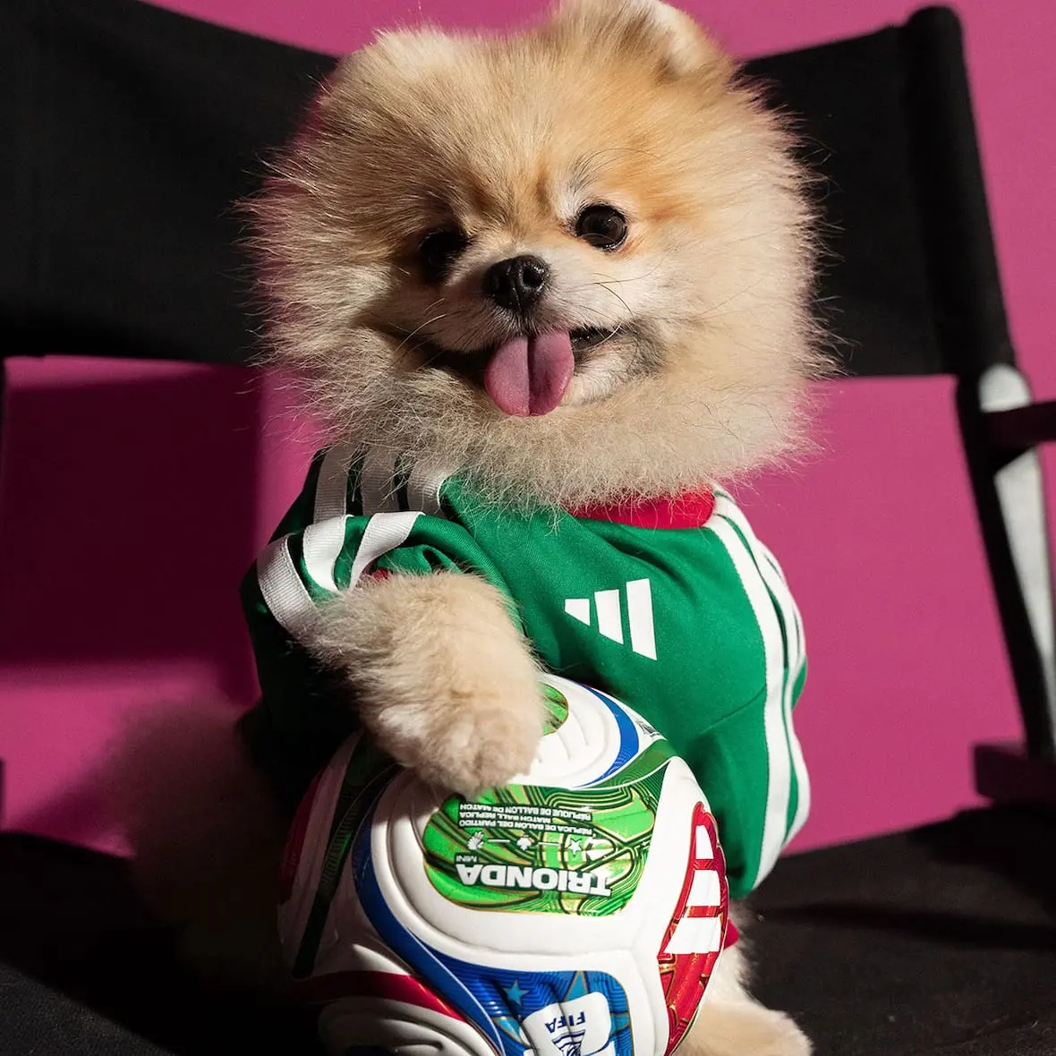 adidas-maillots-chiens-coupe-du-monde-2026
