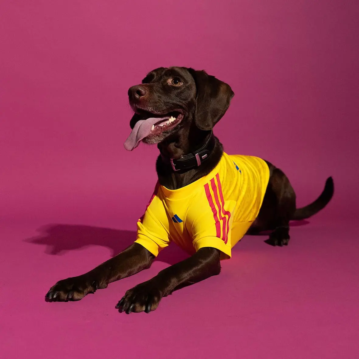 adidas-maillots-chiens-coupe-monde-2026