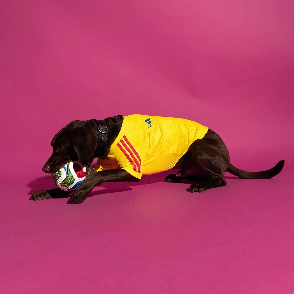 adidas-maillots-chiens-foot-2026