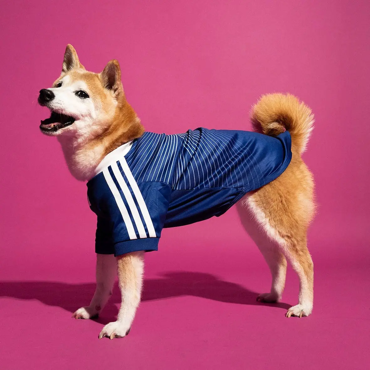 adidas-maillots-chiens-japon-2026
