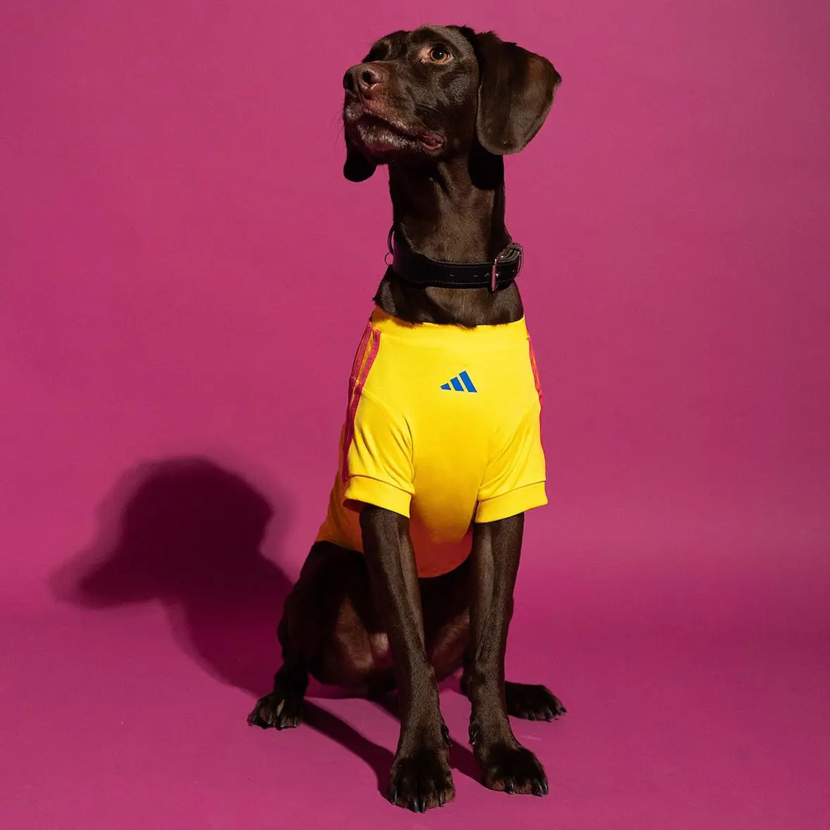 adidas-maillots-chiens
