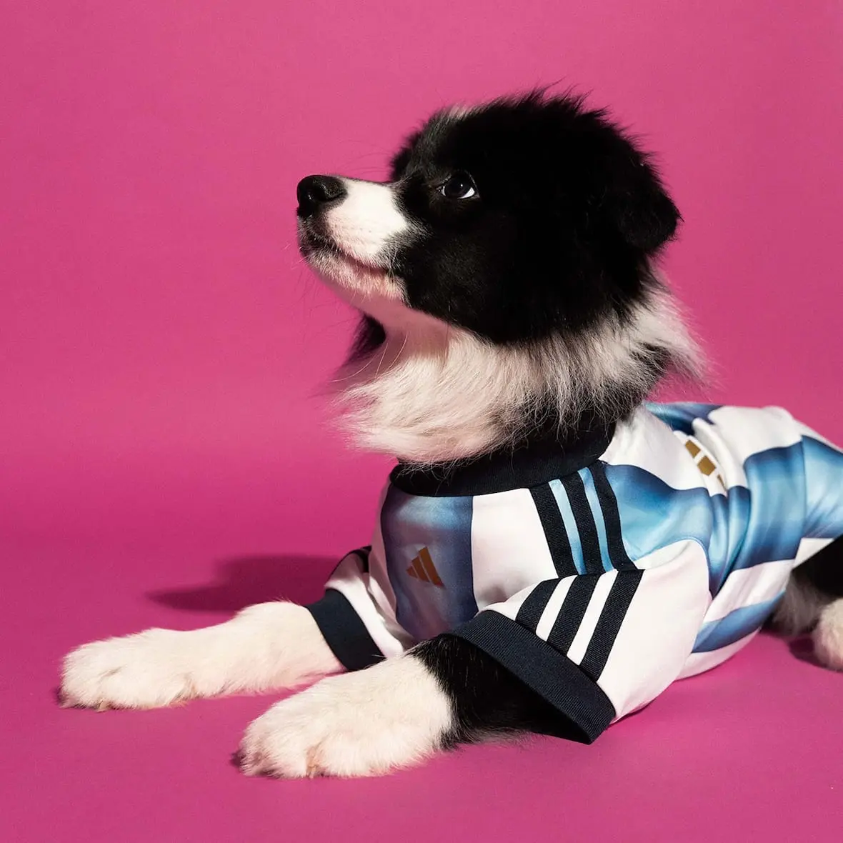 maillots-chiens-coupe-du-monde-2026