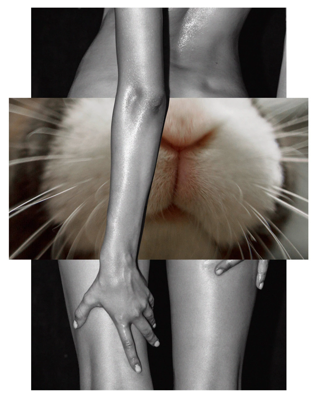 Buns-Bunny-Emir-shiro