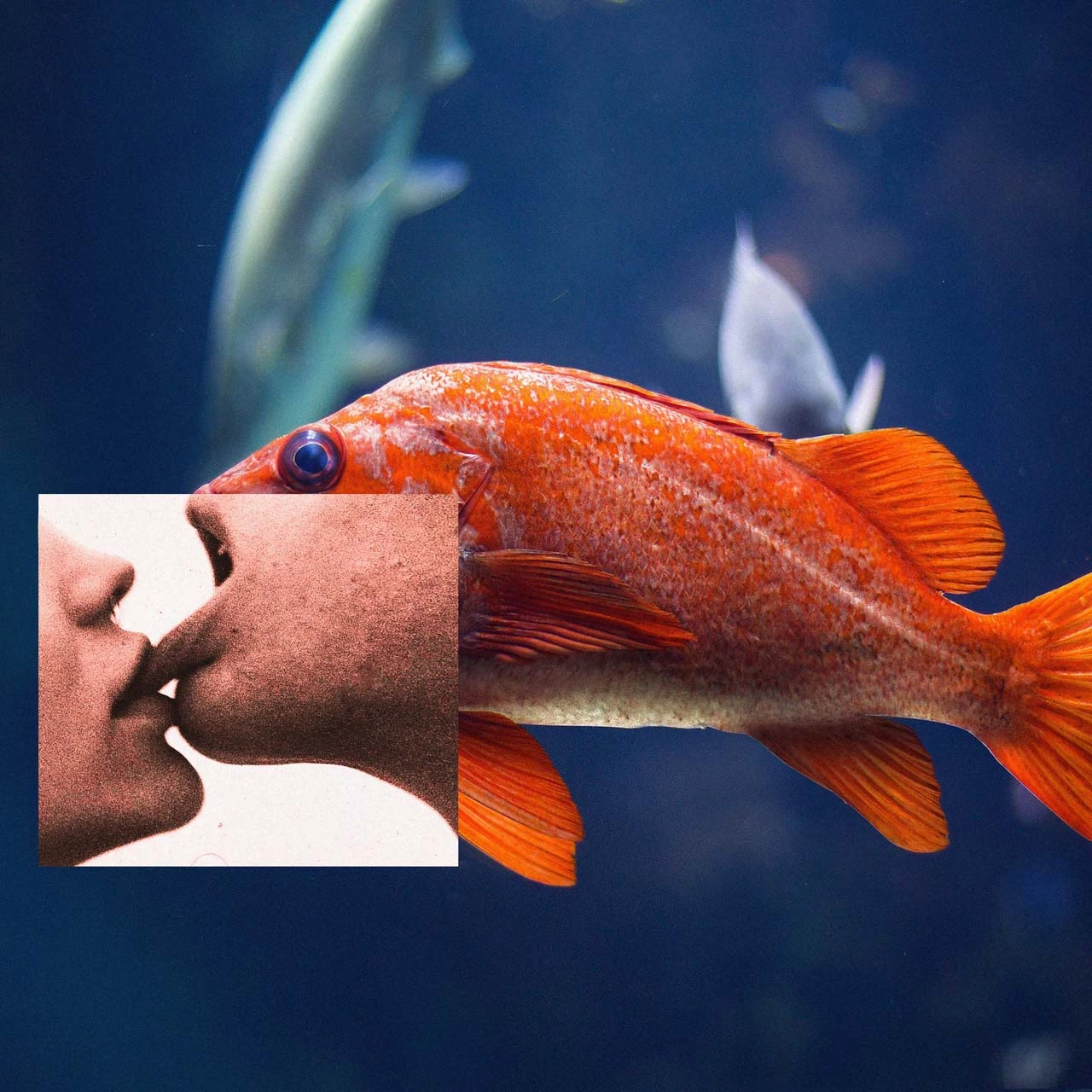 Fish-and-Kiss-Emir-shiro