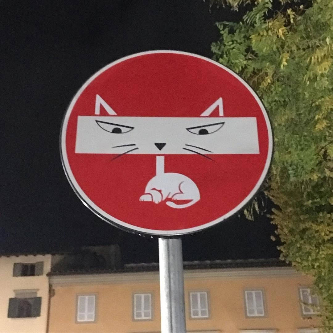 cat on the board