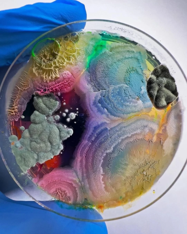 Living microbial art by the “Mold Queen”