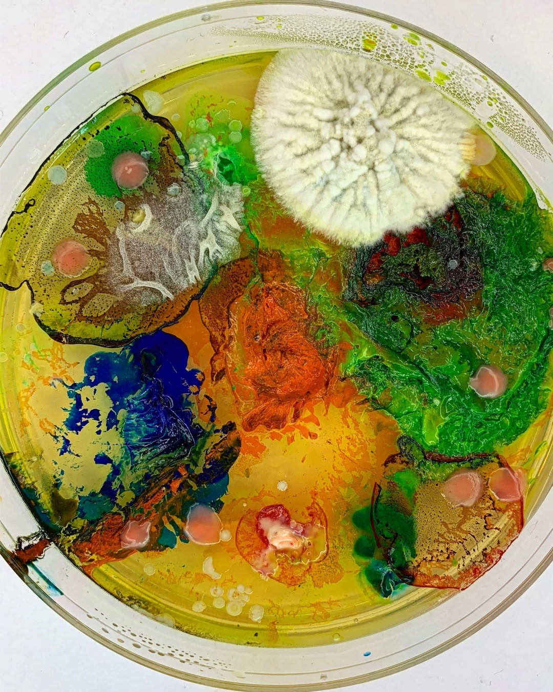 microbiologie -art
