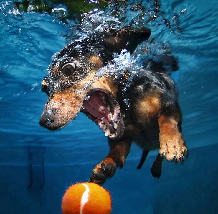 teckel-underwater