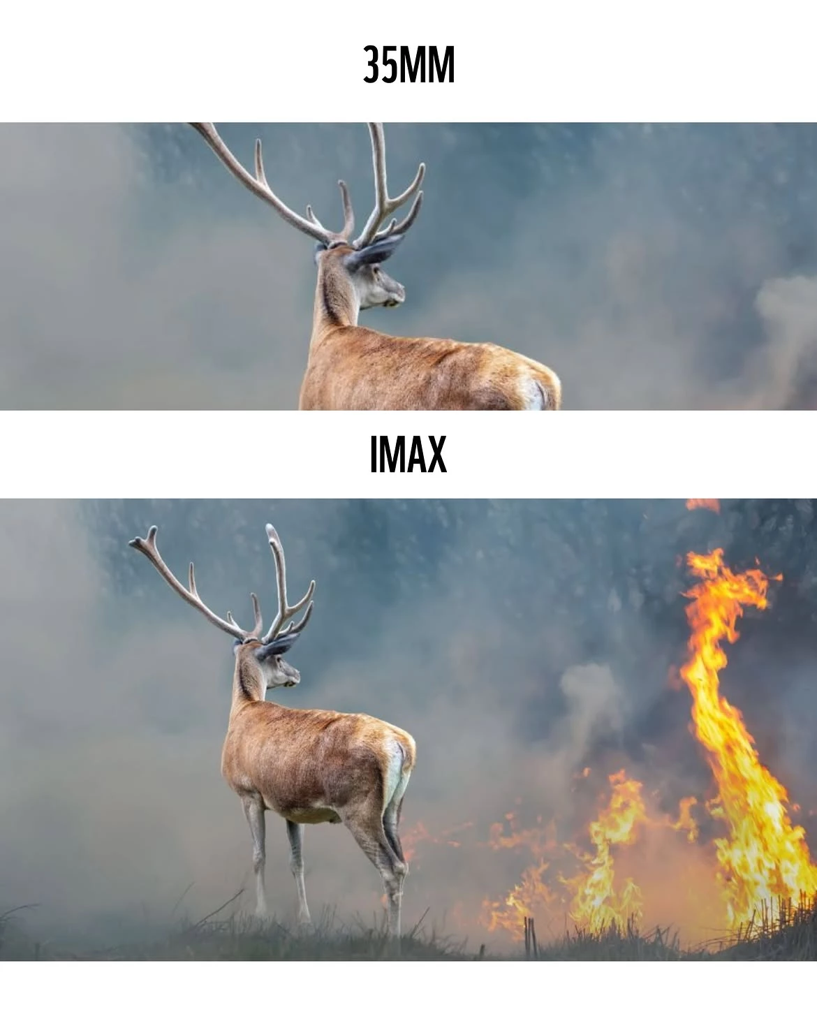 IMAX-WWF-FIRE