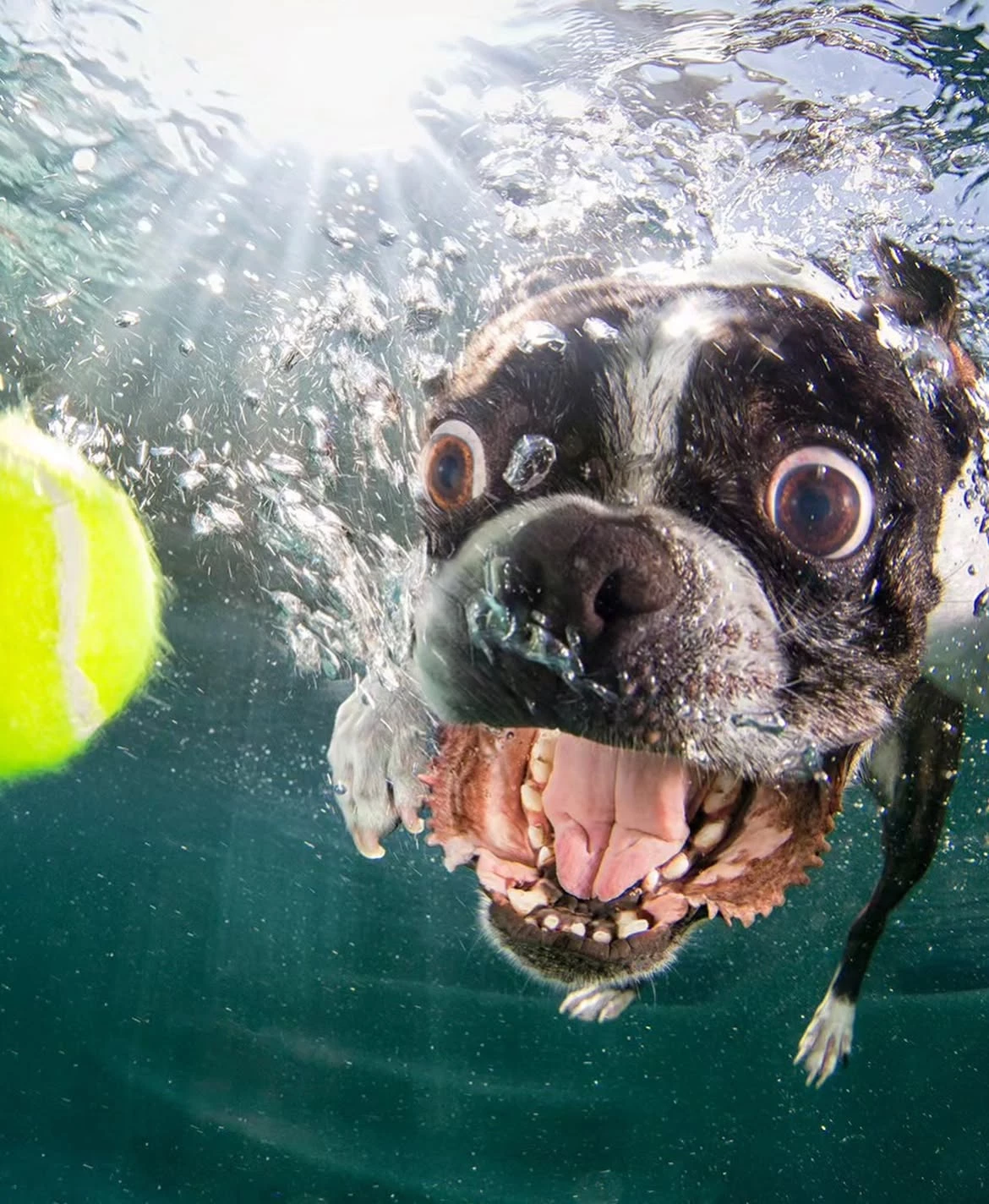 buldog-saute-piscine