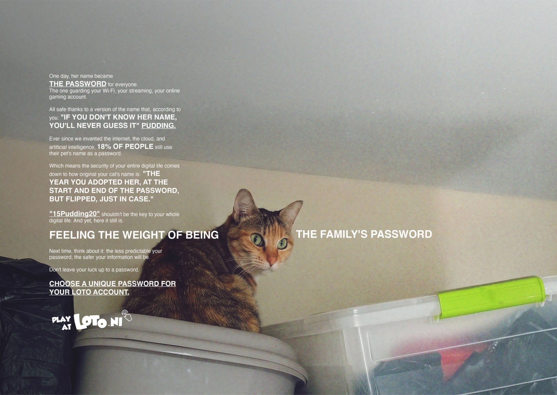 chat-mot-de-passe