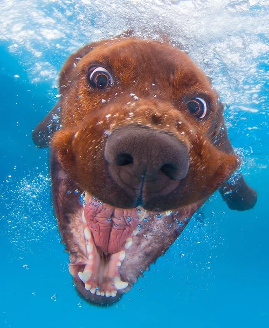 cherche-sa balle-chien