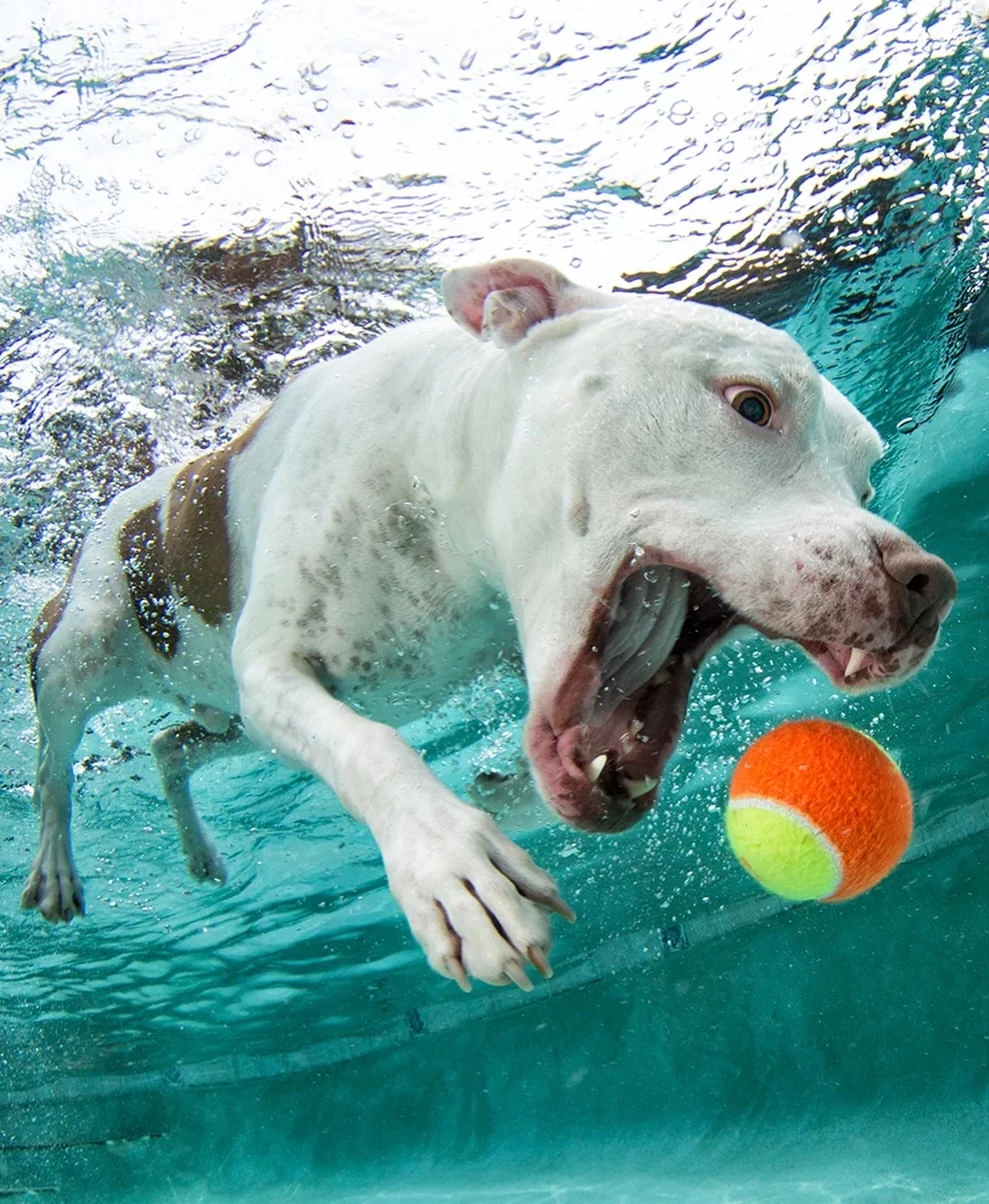 chien-balle-piscine