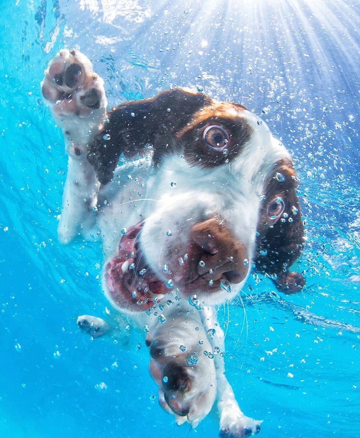chien-dans -piscine-photo