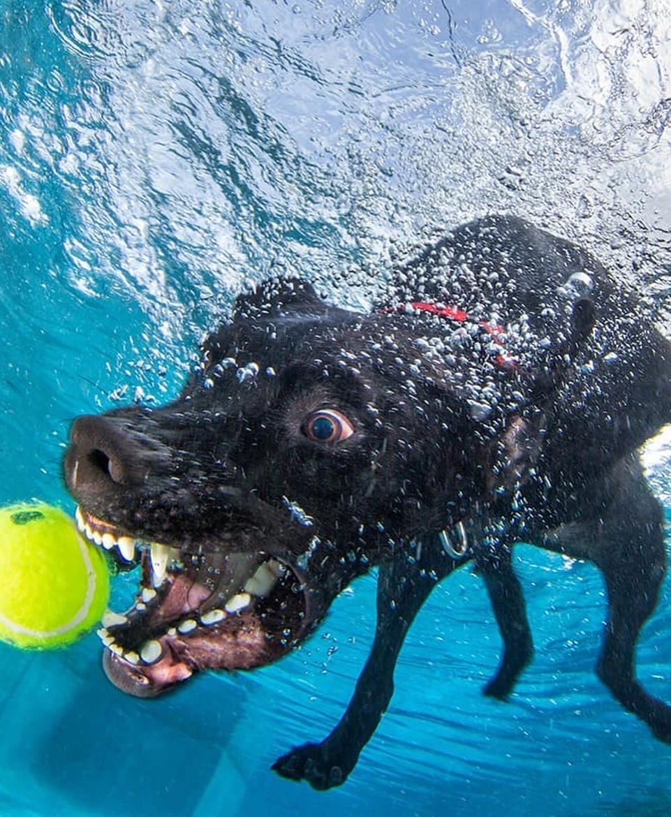 chien-piscine-photographie