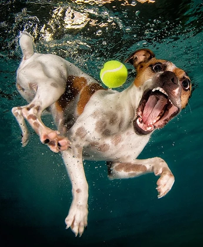 chien-piscine