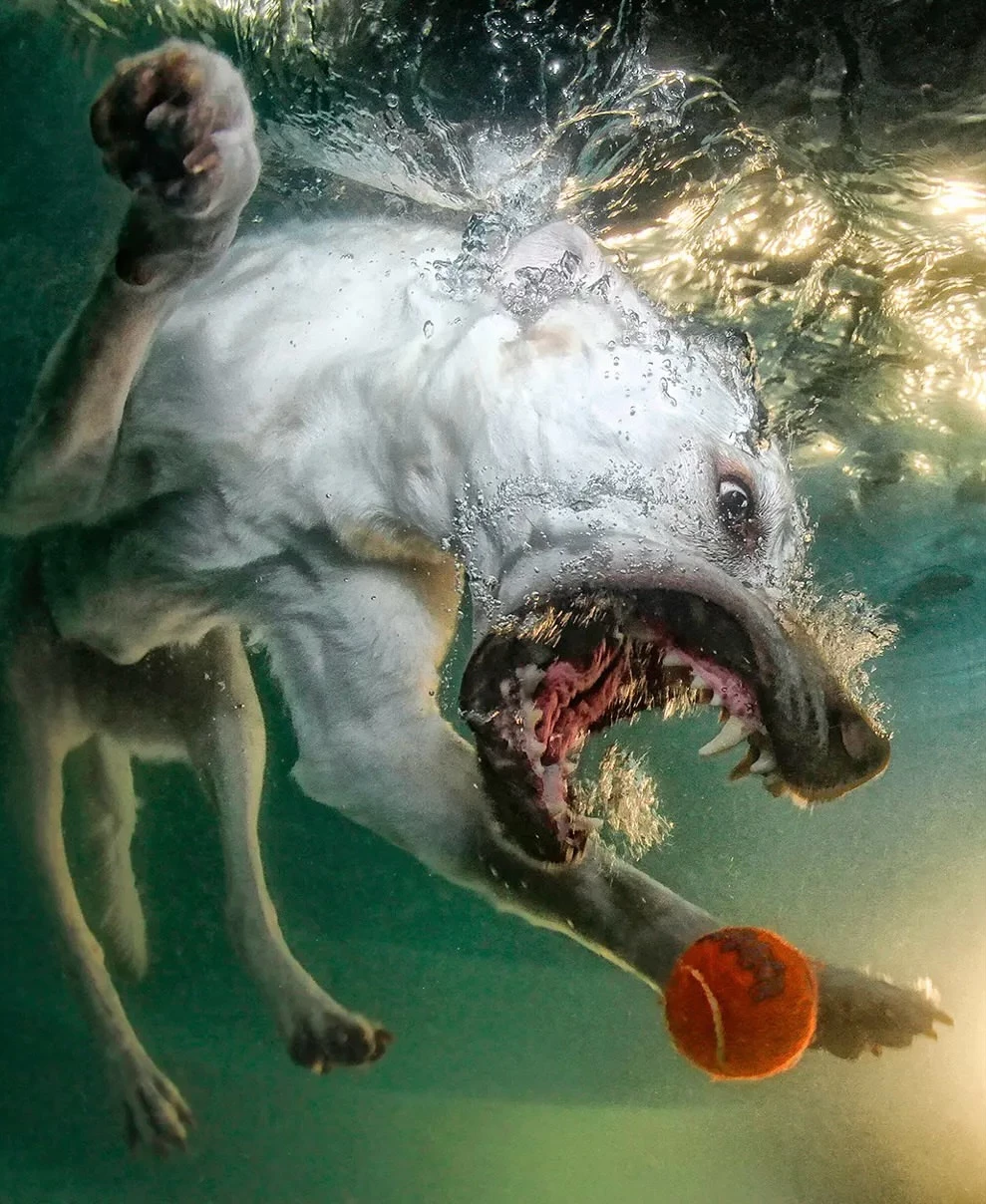 chien-saut-piscine