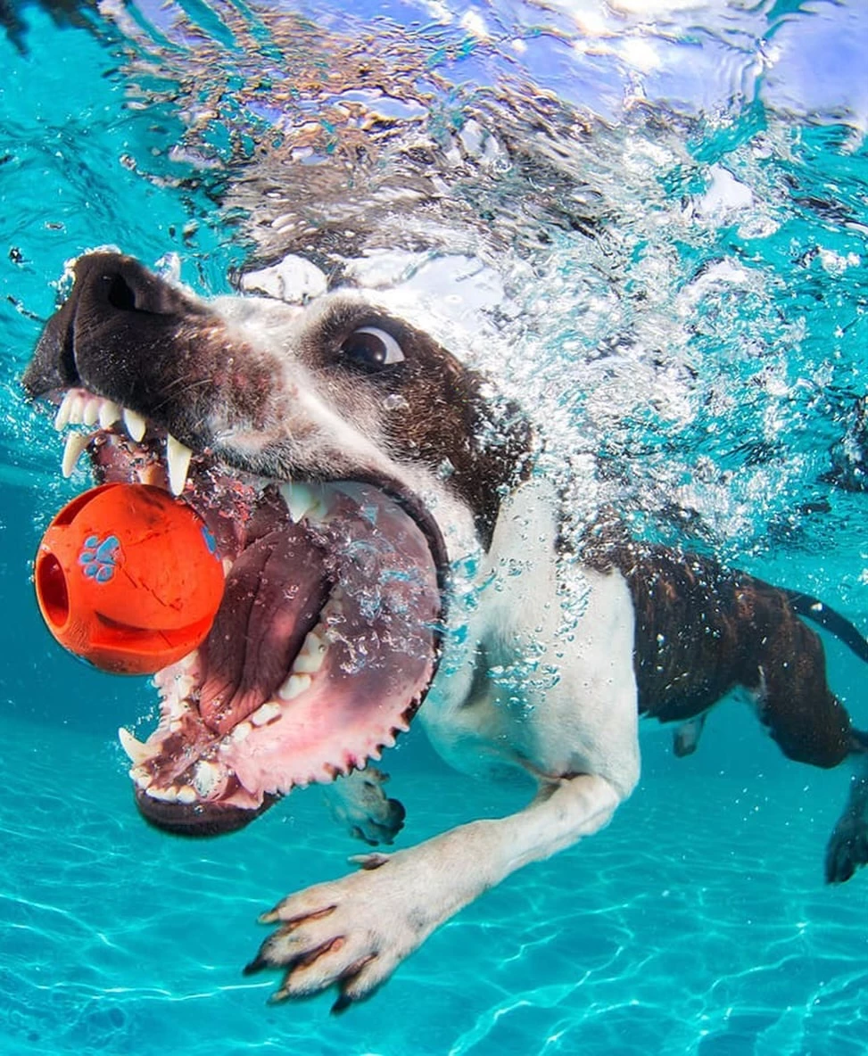 chien-saute-piscine-photo