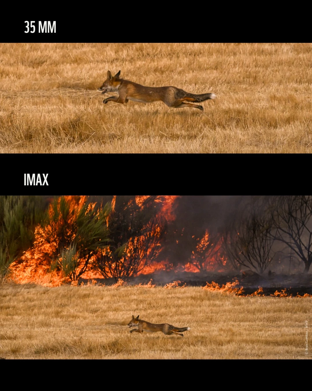 IMAX-WWF-CAMPAGNE