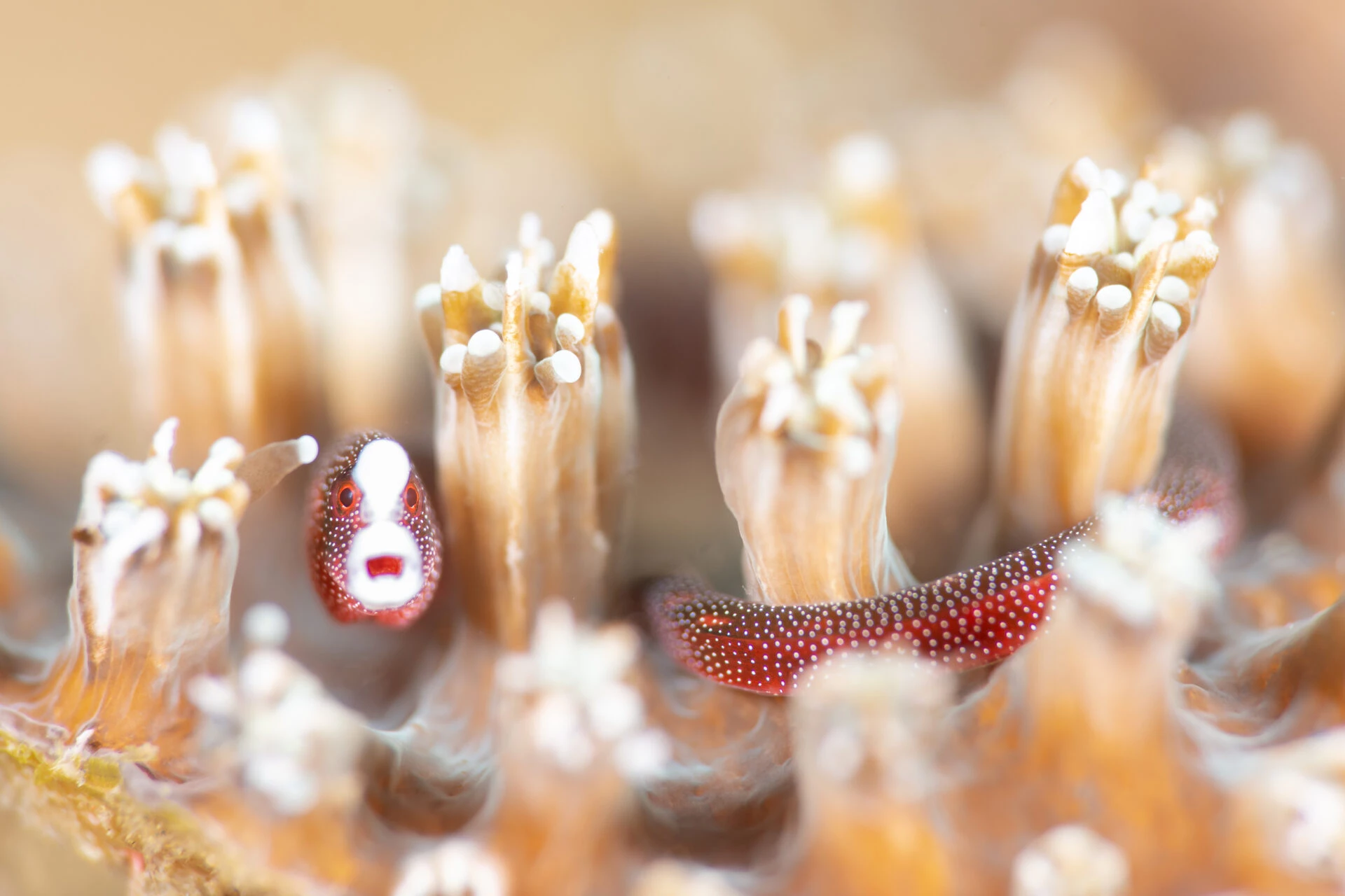 LUIS-ARPA-TORIBIO-LEMBEH, photo-INDONESIA
