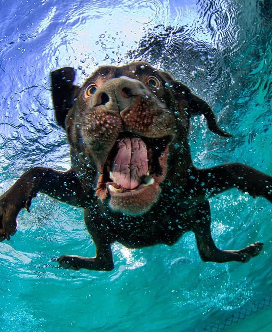 photo-chien-piscine-labradore