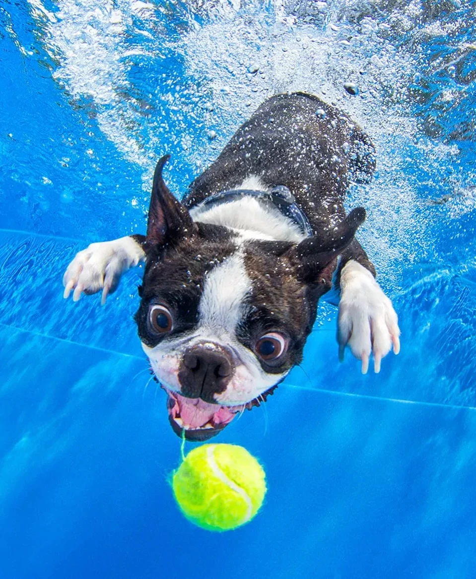 photo-chien-piscine