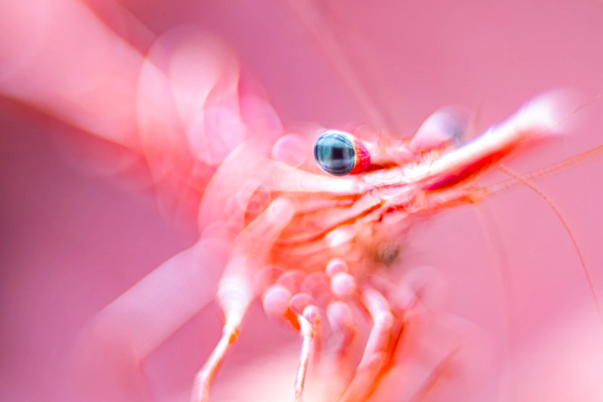 photographie-art-2026-crea-cult-club-crevette